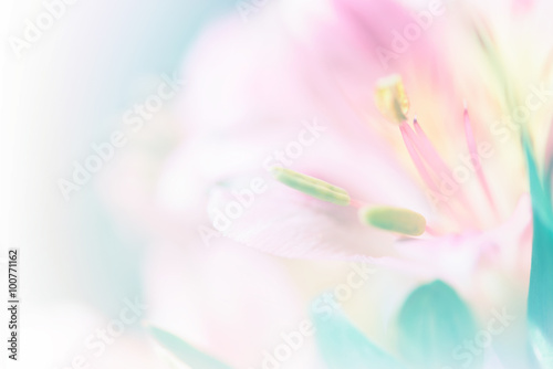 Fototapeta Naklejka Na Ścianę i Meble -  Sweet pastel color petal lily in soft color and blur style for b