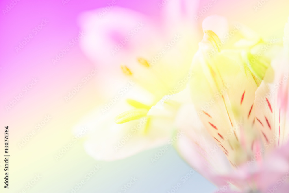 Sweet pastel color petal lily in soft color and blur style for b