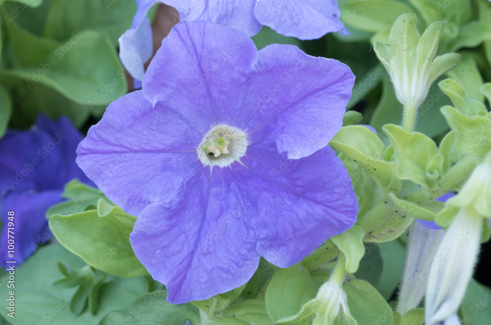 blue petunia hybrida in the garden or nature park