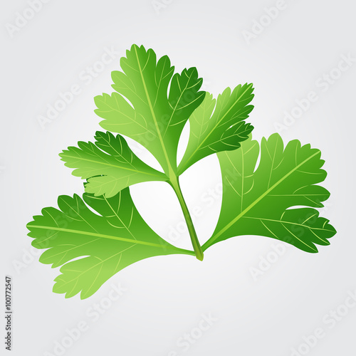 Parsley herb isolated on white background. Vector illustration.