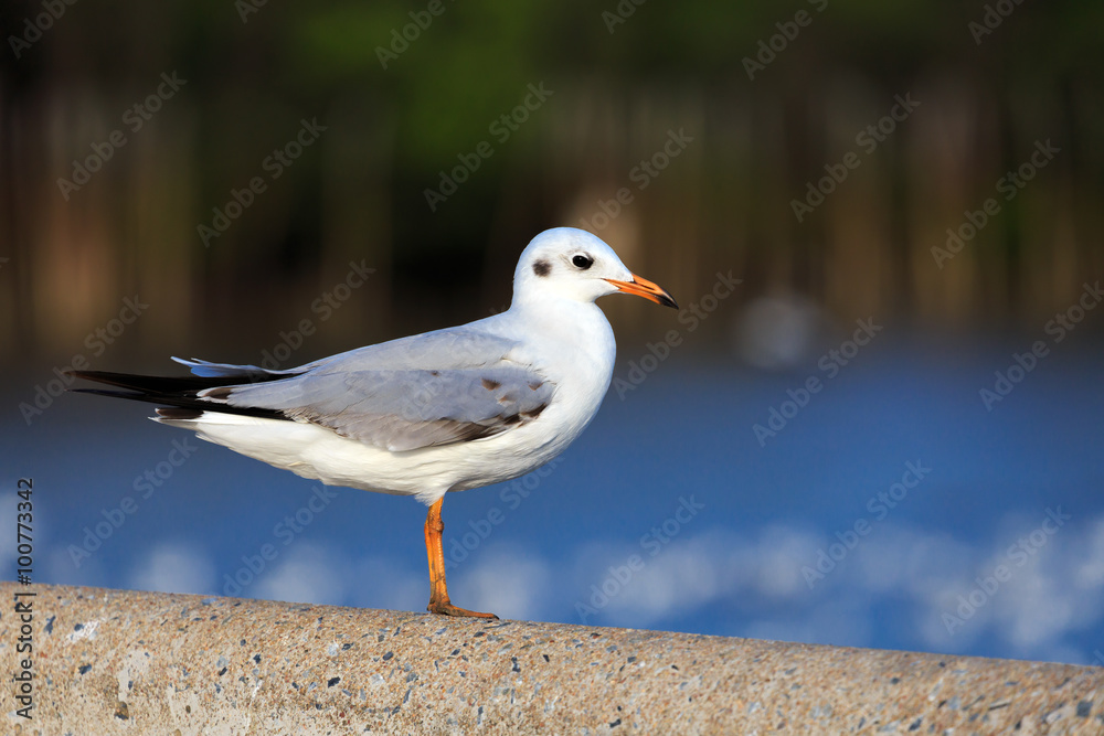 Fototapeta premium Stand still seagull