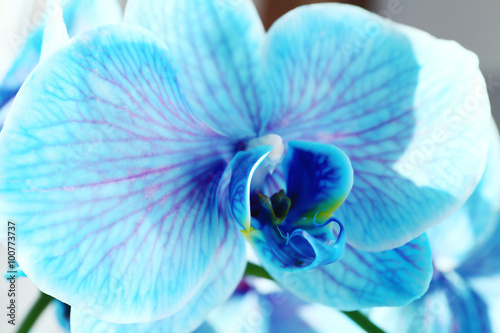 Beautiful blue orchid flowers  close up