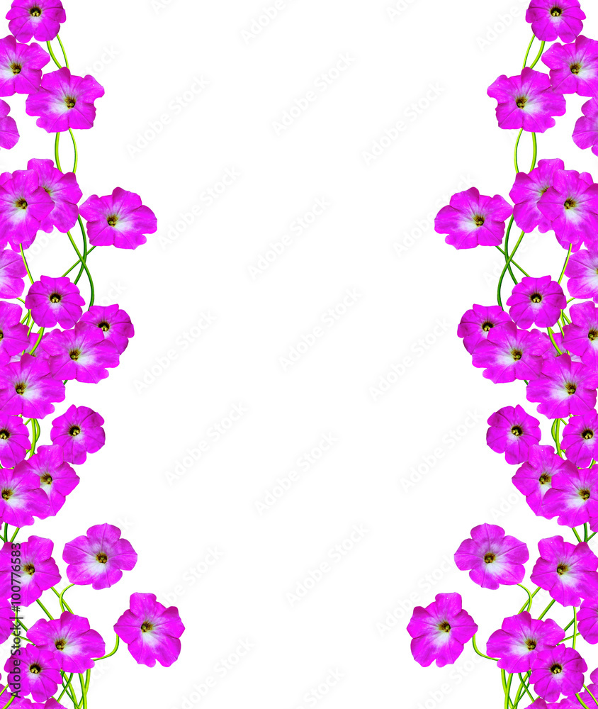 Fototapeta premium petunia flowers isolated on white background