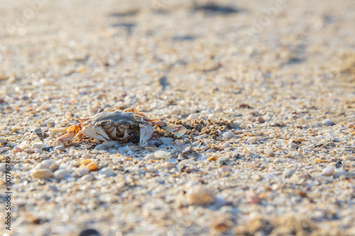 Crab shells on sand beach in the morning.