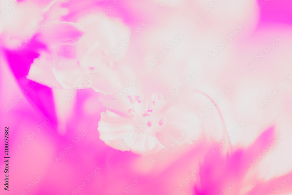 Sweet pastel color petal white flower in soft color and blur sty Sweet pastel color petal white flower in soft color and blur sty