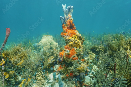 Caribbean coral reef with colorful marine life