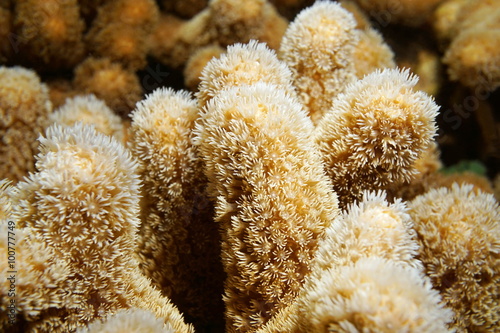 Close up of finger coral Porites porites