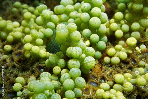 Green alga Caulerpa racemosa sea grape underwater