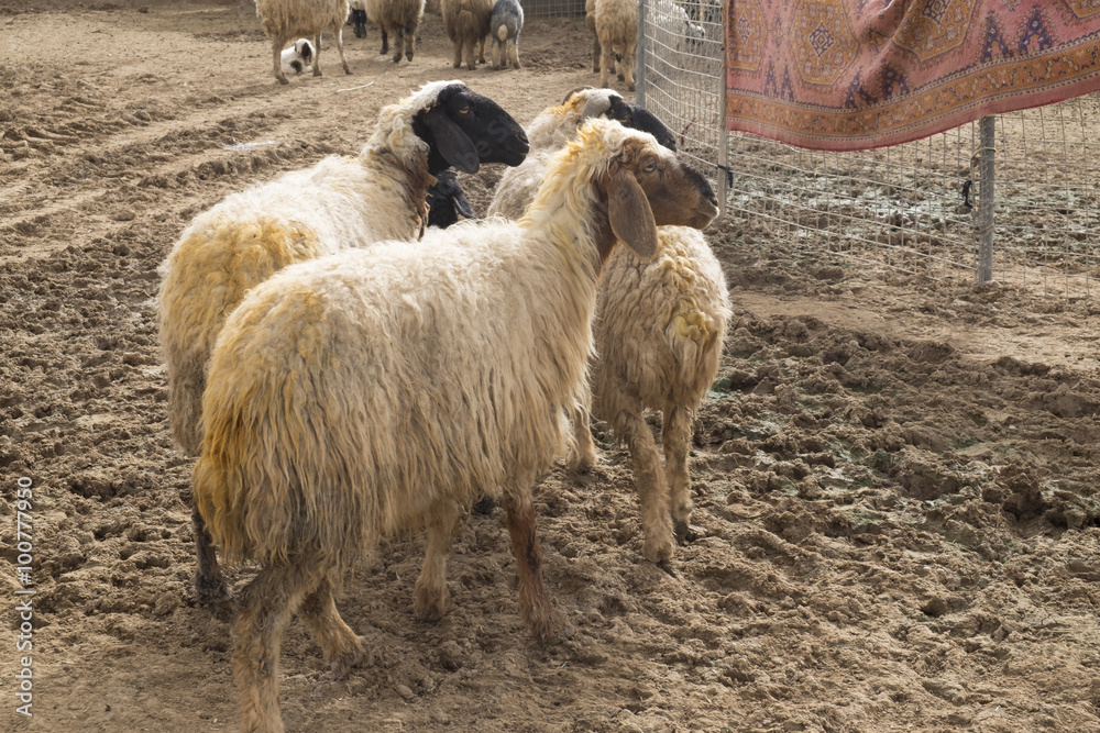 Fototapeta premium three sheep in Iraqi countryside