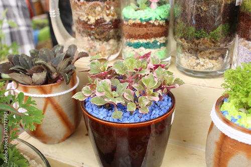 Plant in glass bottle