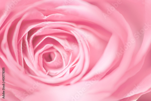 sweet pastel color roses flower in soft and blur style for backg