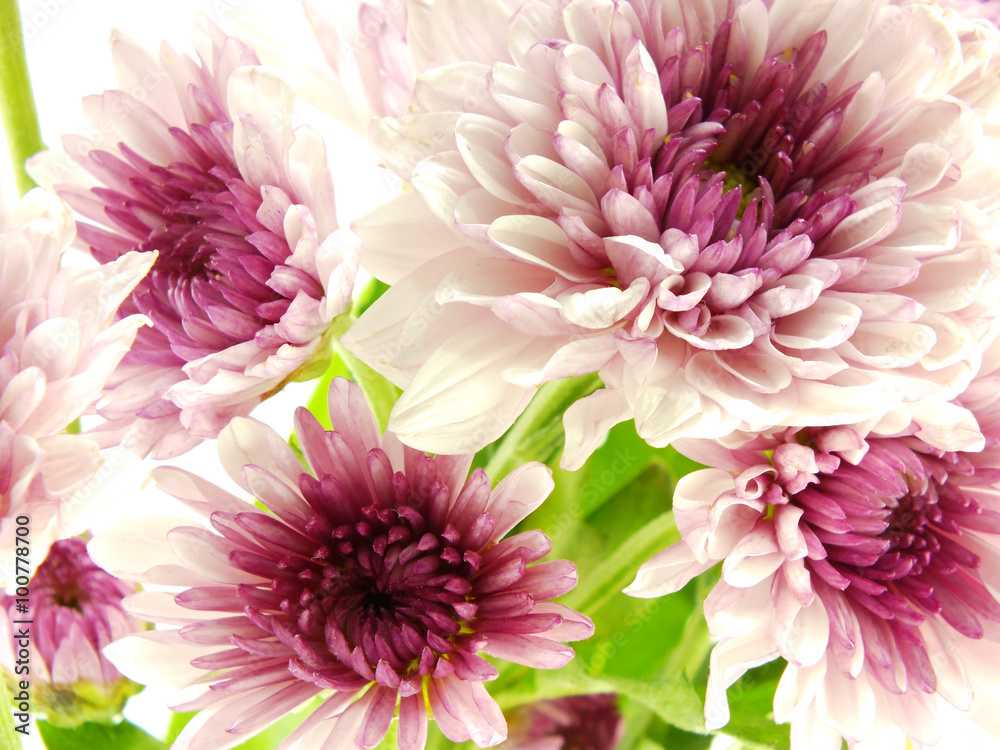 beautiful chrysanthemums pink flowers bouquet beautiful chrysanthemums pink flowers bouquet