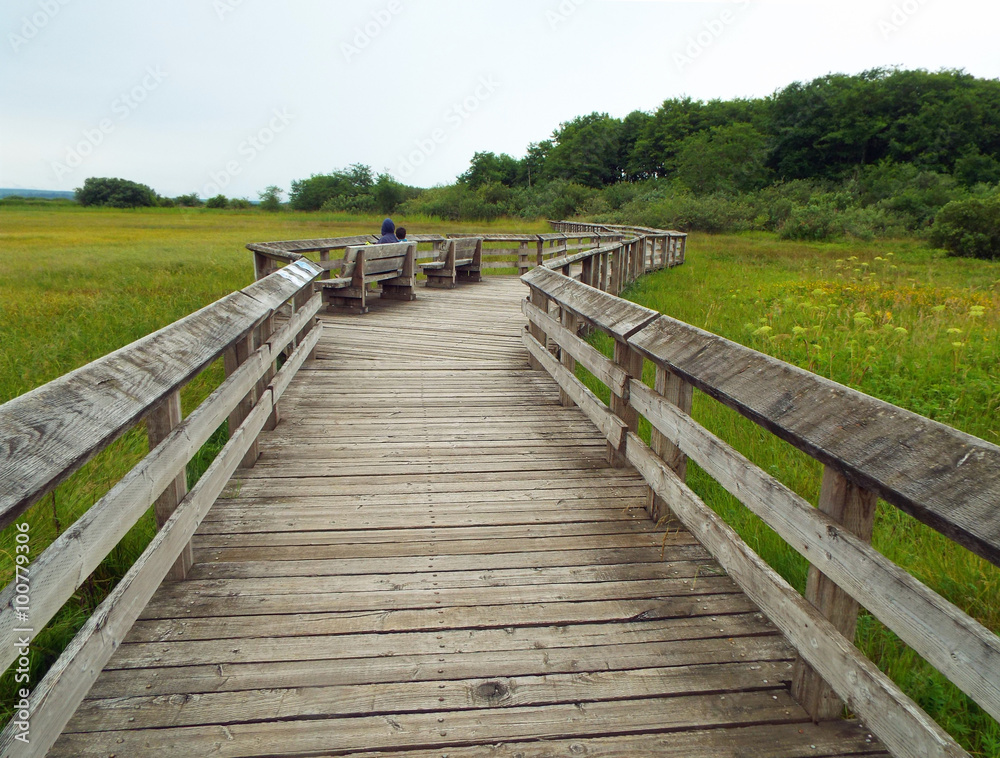 A Wooden Footpath Through a Lush Green Forest A Wooden Footpath Through a Lush Green Forest