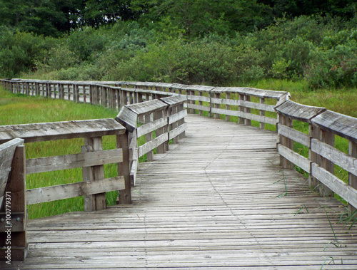 A Wooden Footpath Through a Lush Green Forest