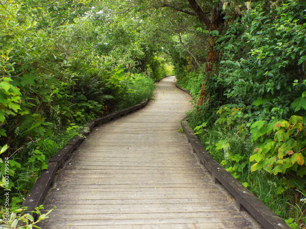 Obraz premium A Wooden Footpath Through a Lush Green Forest