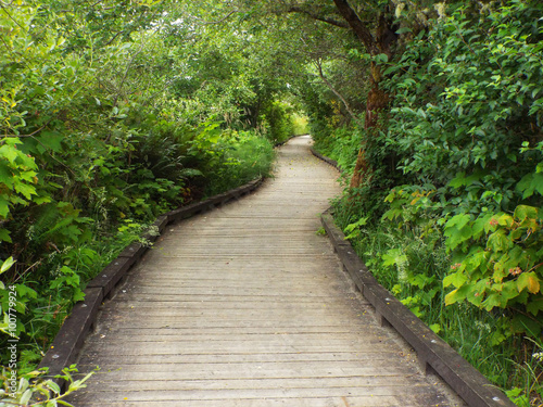 A Wooden Footpath Through a Lush Green Forest