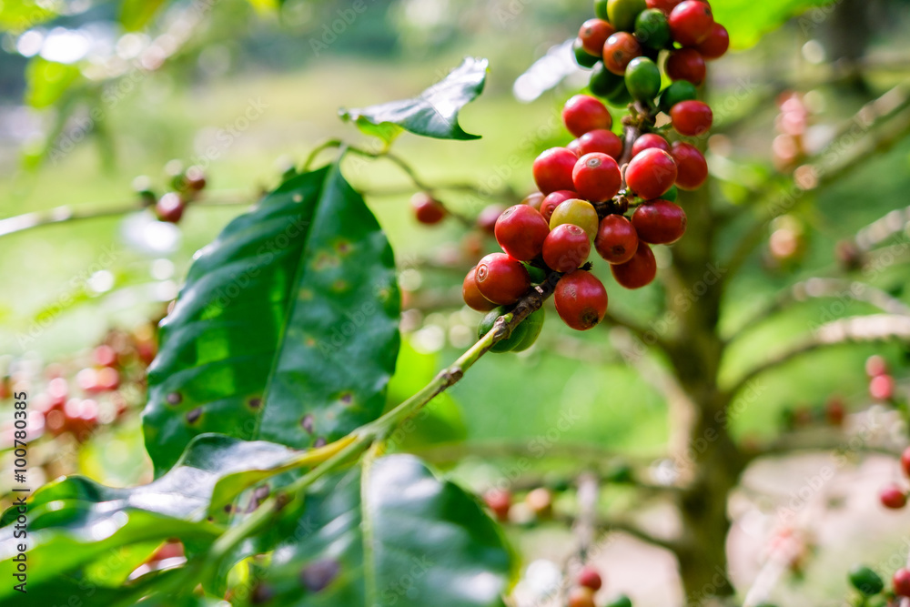 Coffee beans on tree Coffee beans on tree