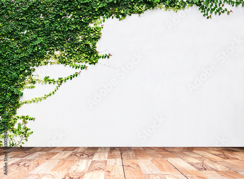 Wooden board the White wall green ivy plant. © suwatwongkham