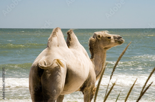 Верблюд на фоне моря 