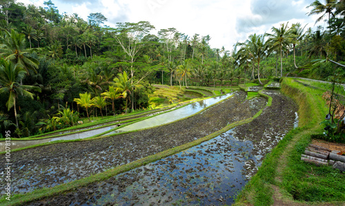 Rice terraced paddy fields in Gunung Kawi