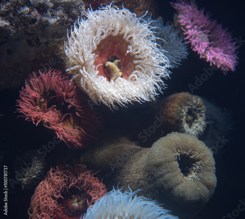 Marine anemone photo