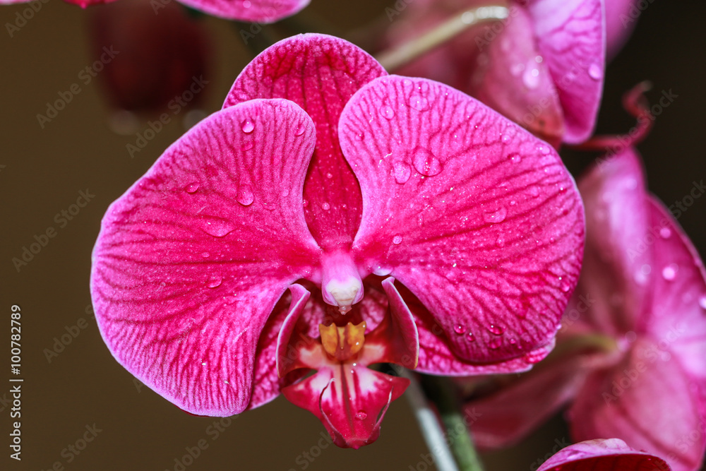 Orchids, vanda,flower,nature,Orchids Thailand Orchids, vanda,flower,nature,Orchids Thailand