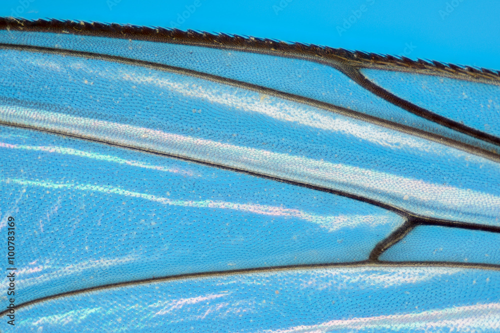 Extreme magnification - Fly wing details, backlit
