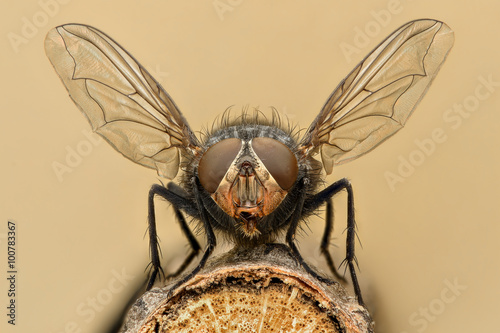 Extreme magnification - Fly liftoff