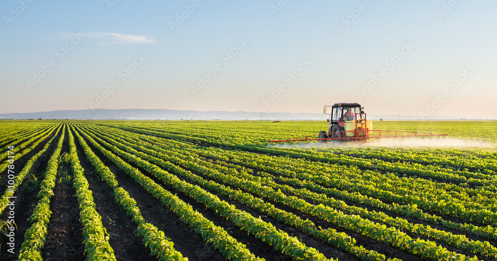 Naklejka premium Tractor spraying soybean field