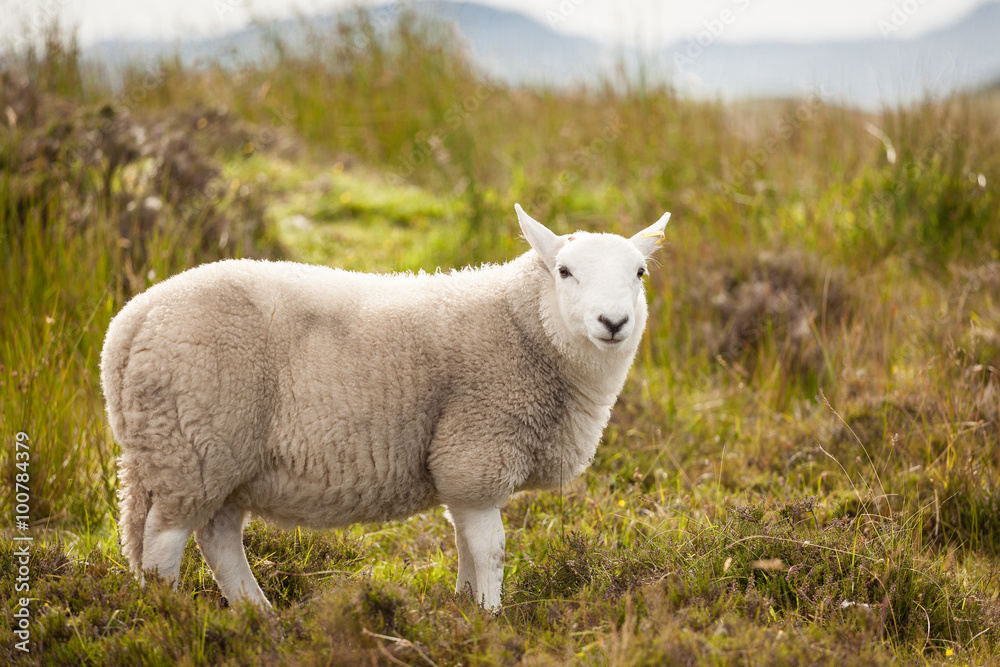 Fototapeta premium Scottish Shetland Sheep