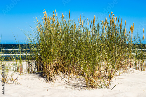Landscape of sand dune and grass by the sea  summer blue sky