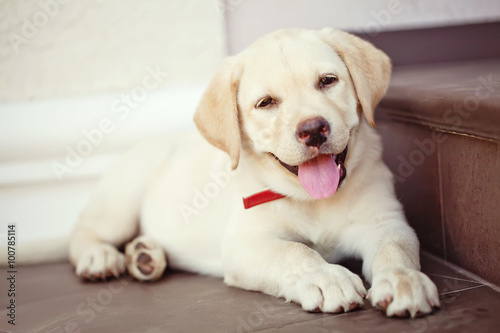 Bilde på lerret labrador retriever puppy