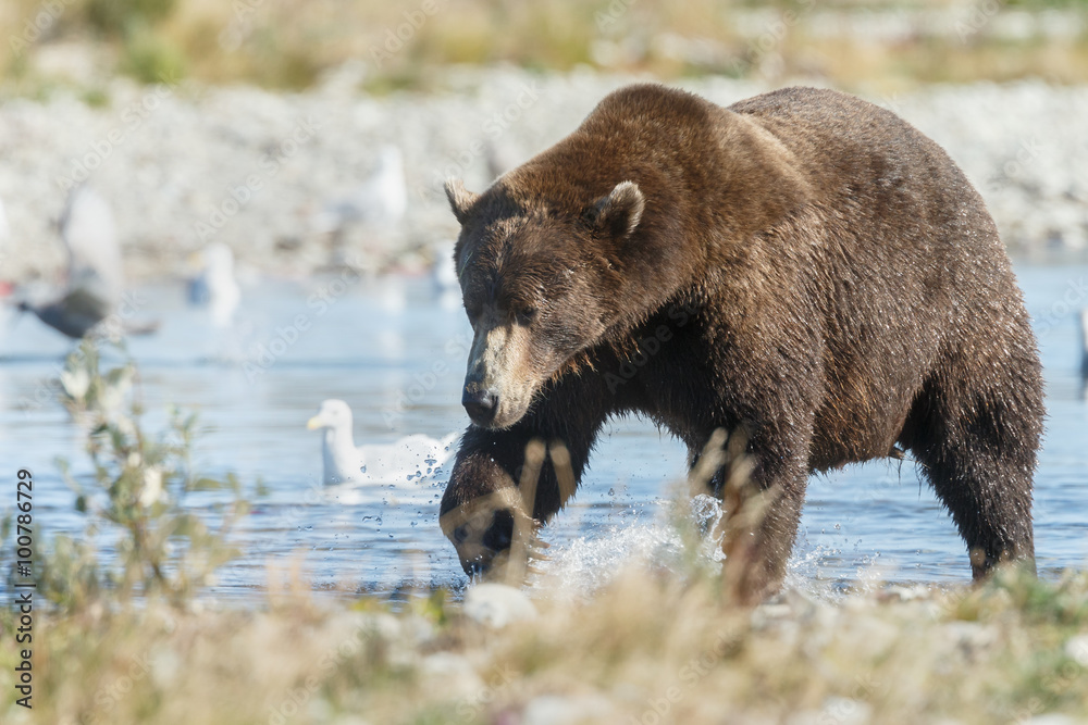 Brown bear standing at a river at Katmai Alaska