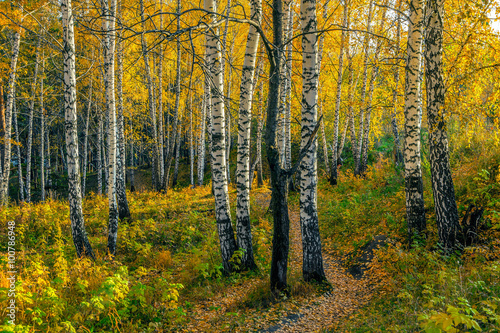 Autumn evening in the birch forest