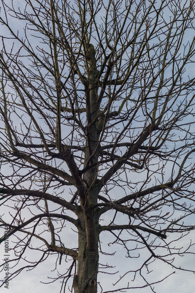 Baum im Winter Baum im Winter