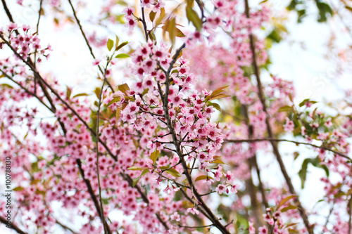 Wild Himalayan cherry bloom...