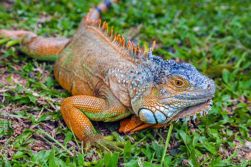 Iguana.