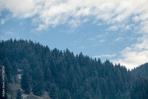 Pines on mountains in winter time