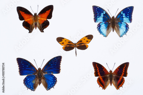 Collection of  five african butterflies isolated on white © Geza Farkas