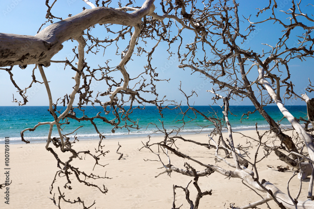Dead trees on the beach with blue sea background. Dead trees on the beach with blue sea background.