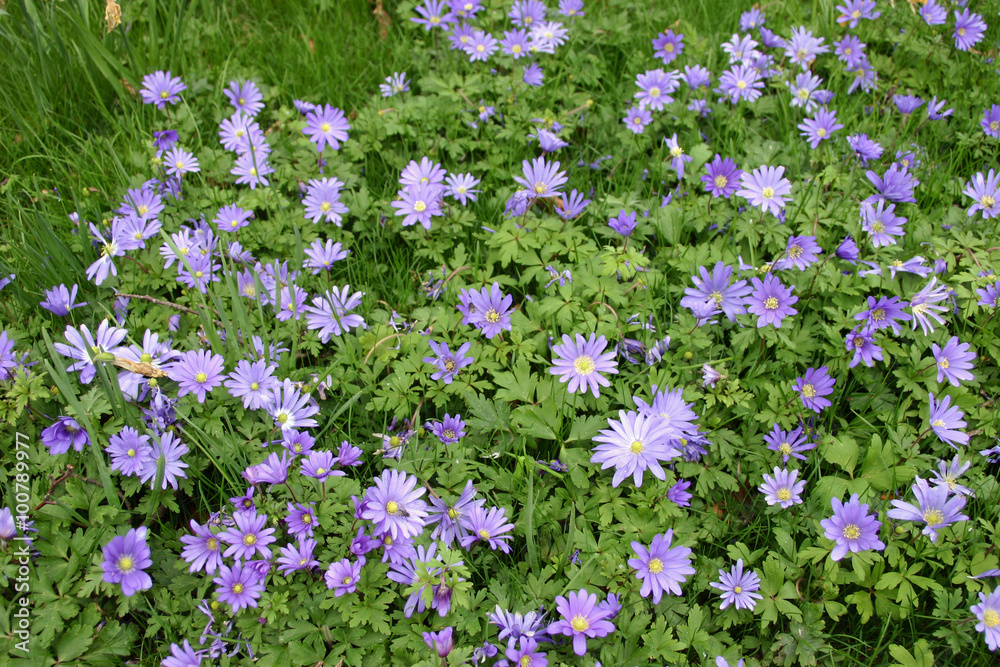 Naklejka premium Purple Anemones