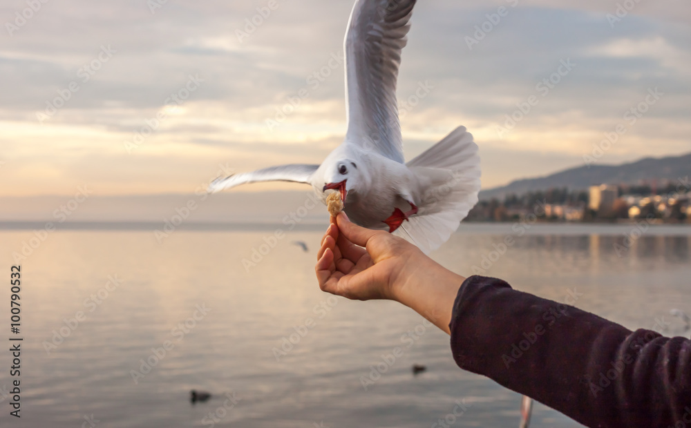 Obraz premium hand with food for the gulls