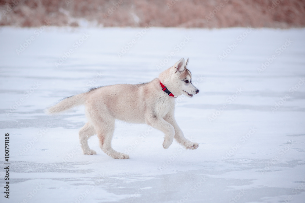 Husky puppy on the snow