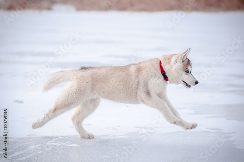 Husky puppy on the snow