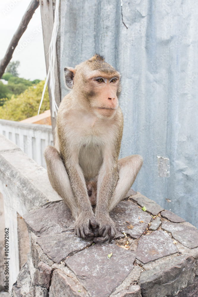 Monkey sitting on the wall