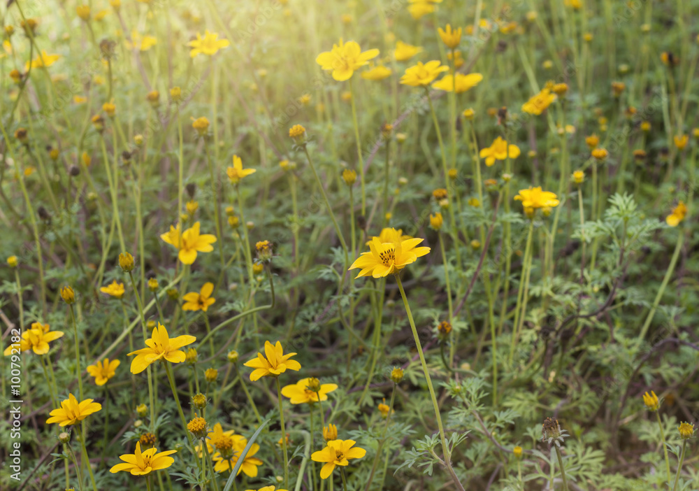 beautiful yellow flowers with sun light.Spring background.