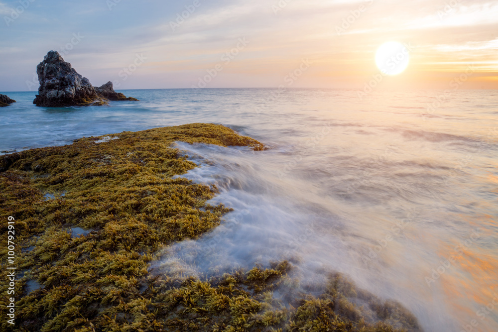 Naklejka premium Rocks and seaweed (Sargassum sp.), Phang Nga - Thailand.