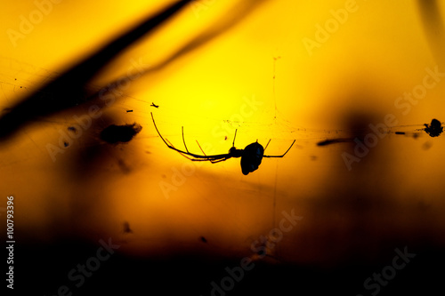 Silhouettes Mother spider and sunlight