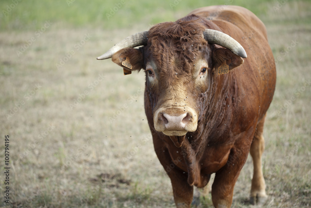 Taureau Taureau