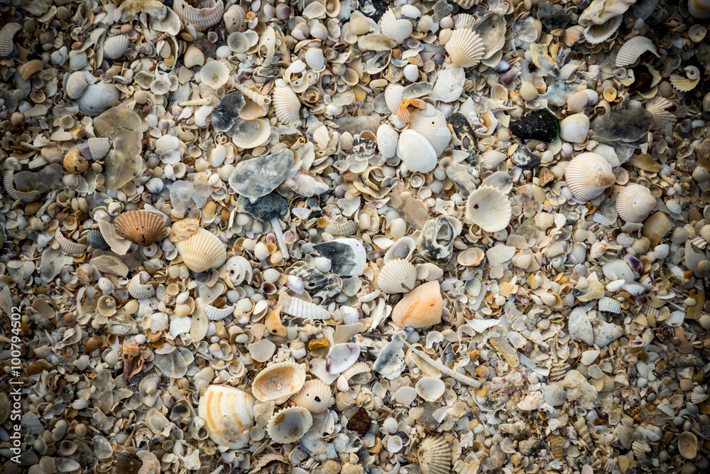 Background from sand and shells Background from sand and shells